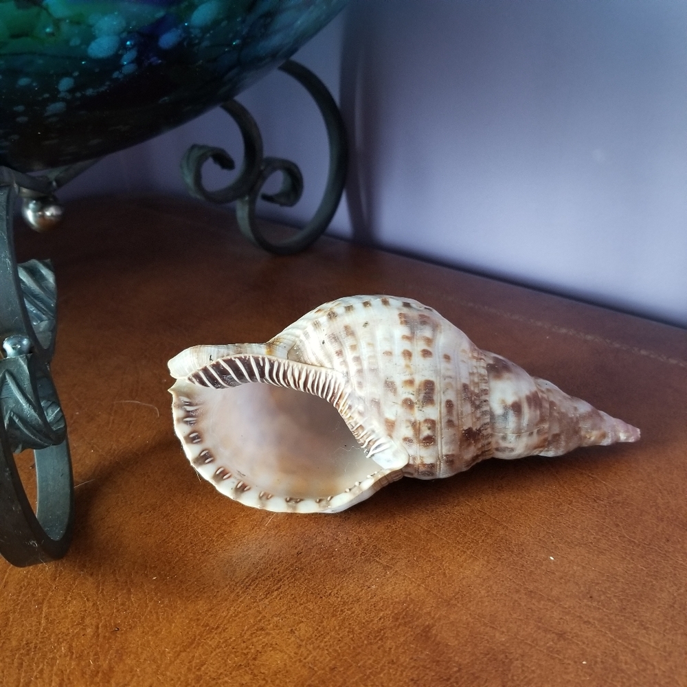 Medium Seashell
